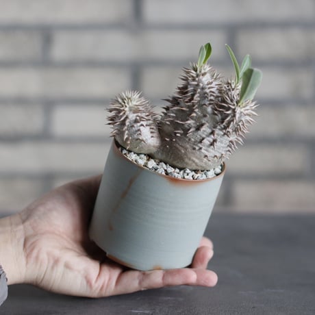 Pachypodium densicaule × BIZENBACHI (3号)  no.524/23