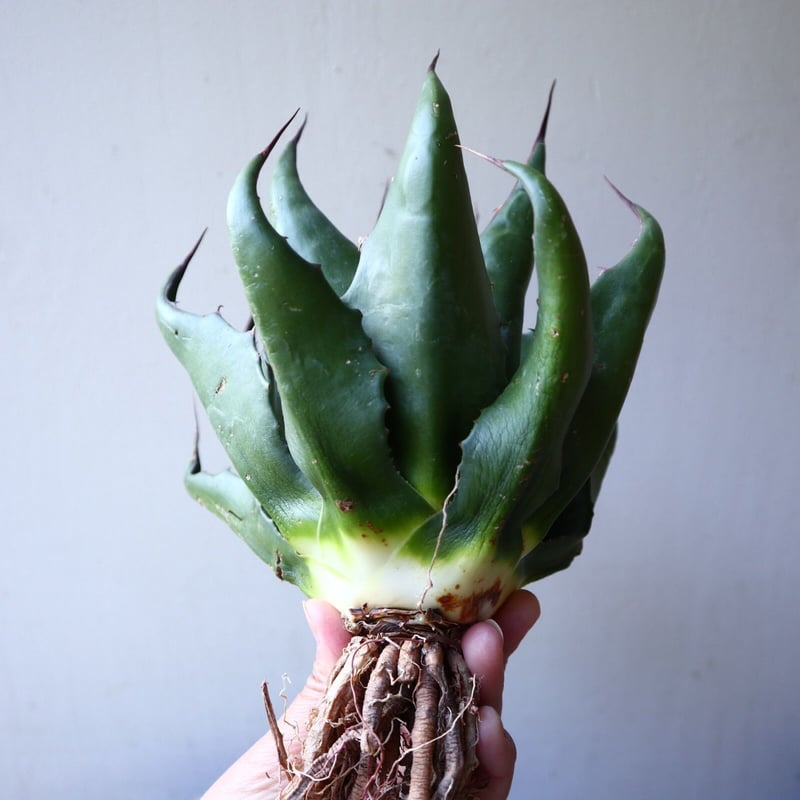 アガベ モンタナ Agave montana no.111026 | 芽の巣山