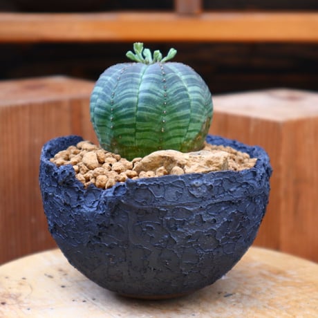 ユーフォルビア  シンメトリカ ♂／Euphorbia  symmetrica     no.60523