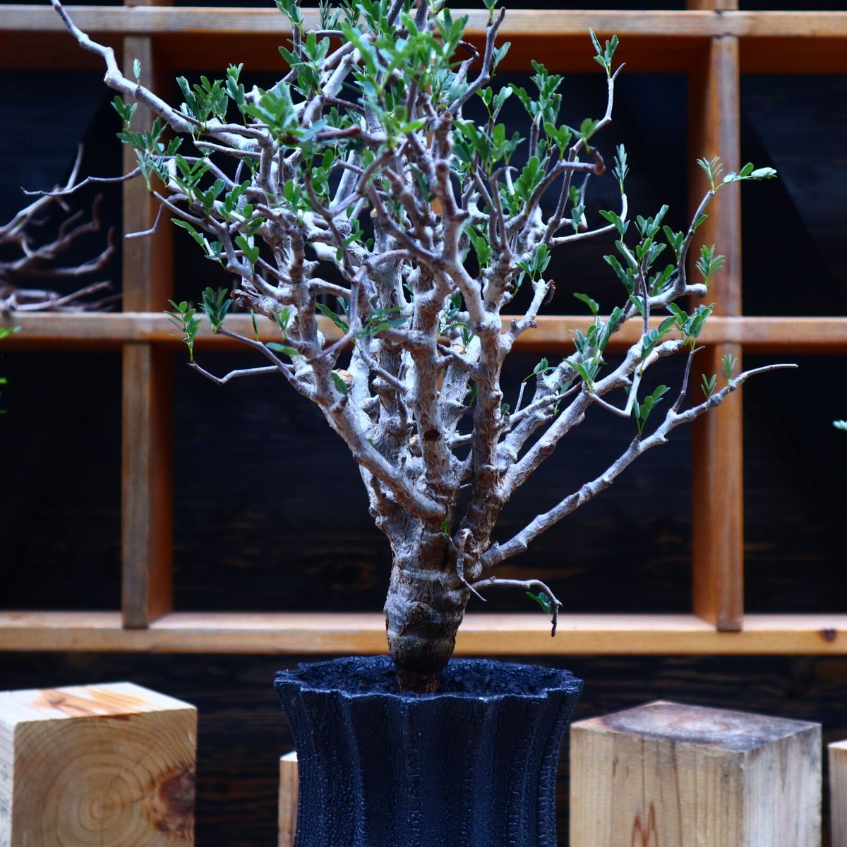 センナメリディオナリス 観葉植物/センナ：メリディオナリス 3号25-04 : 園芸ネット