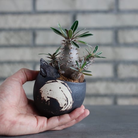 Pachypodium cactipes × N/OH (2.5号)  no.817-32