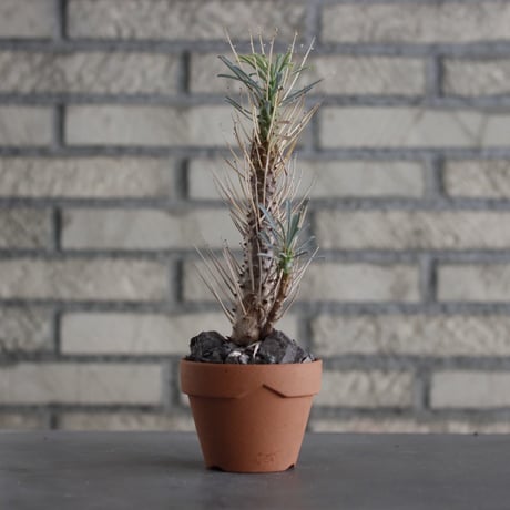 Euphorbia multitolia × YAMABACHI (3号) no.607/36