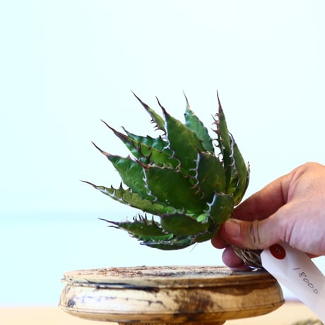 Agave horrida / Style of Chika   no.1015/87