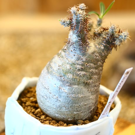 Pachypodium gracilius × Sun Honma   no.22516