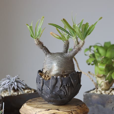Pachypodium gracilius × AHD   no.1020-44