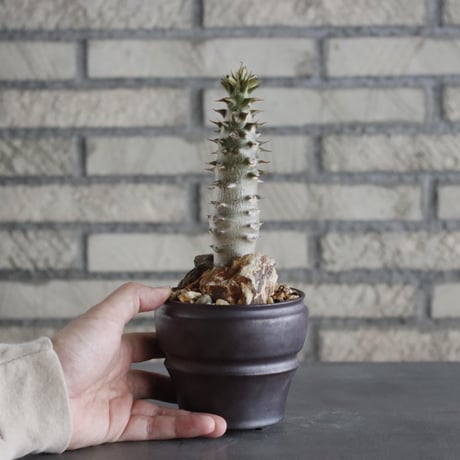 Pachypodium baronii × HUM(3号)  no.628/71
