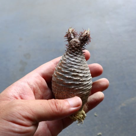 パキポディウム グラキリス 抜苗  Pachypodium rosulatum var. gracilius no.92914