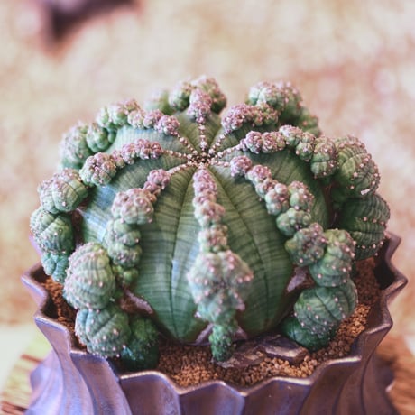 ユーフォルビア  仔吹きシンメトリカ / Euphorbia  symmetrica   no.52124