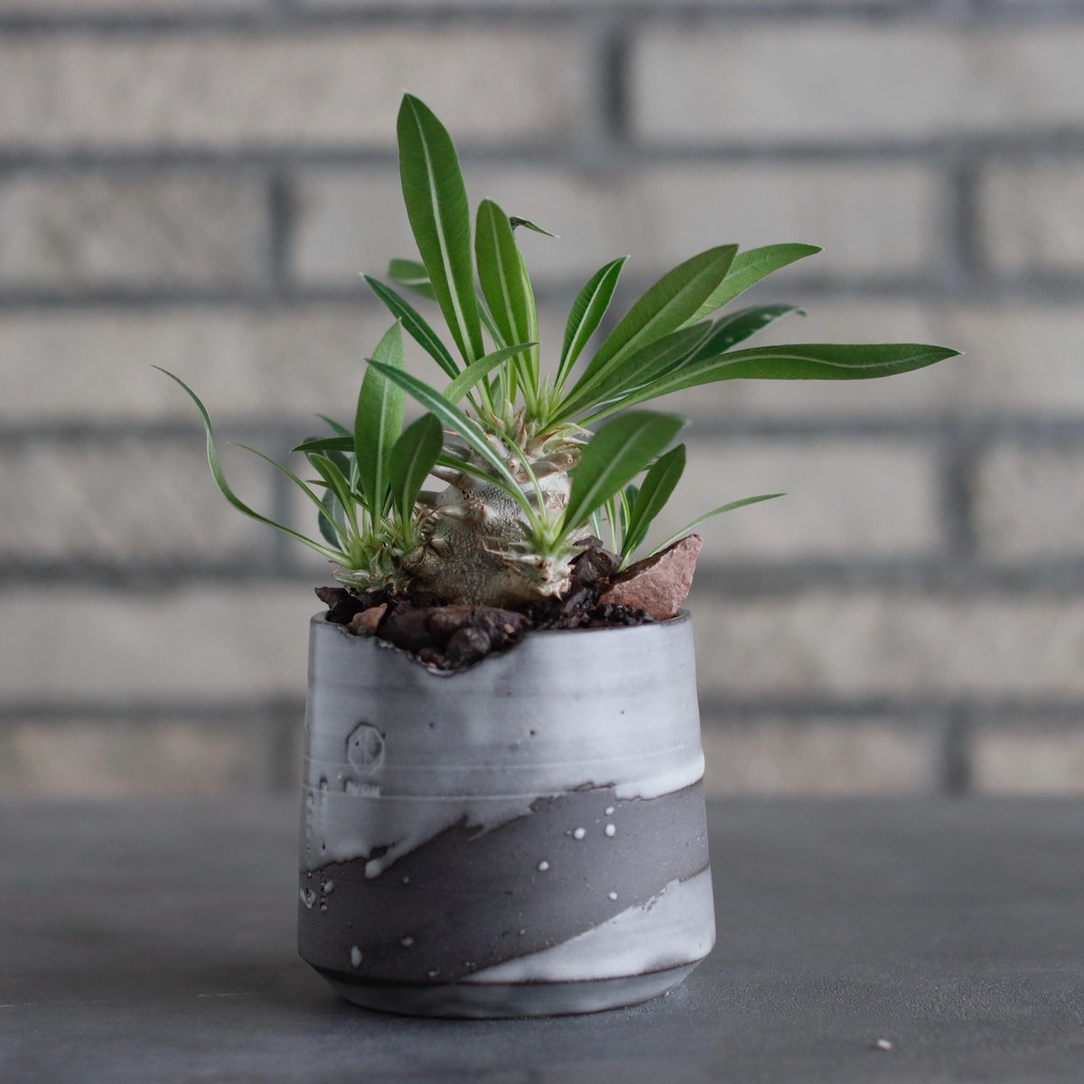 Pachypodium 恵比寿大黒 × N/OH (2.5号) no.817-36 | 芽の巣山