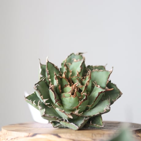 Agave titanota filigree Devil/ Style of Chika　no.42128