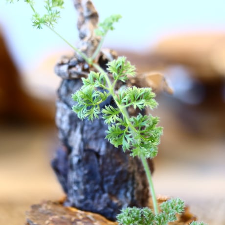 Pelargonium triste × soso   no.31028
