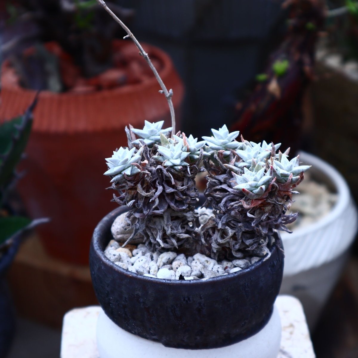 [同梱¥1180]ダドレアホワイトグリーニー　多肉　ゆうパケポスト又はmini 同梱¥1180]ダドレアホワイトグリーニー 多肉 ゆうパケポスト又はmini