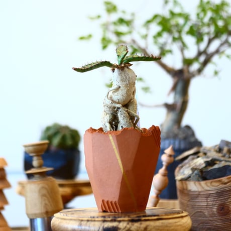 ステラータ | STORES