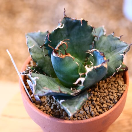 Agave titanota white Whale × YAMABACHI   no.123175