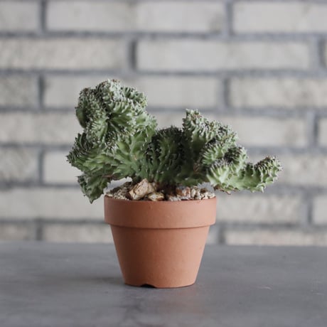Euphorbia kibwezensis 'Dwarf cristata' × YAMABACHI (3号) no.607/25