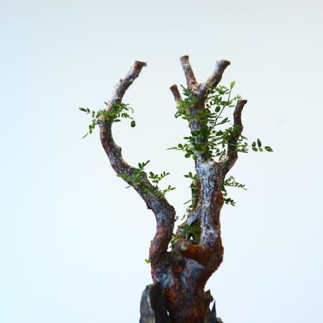 Commiphora monstrosa × N/OH   no.90342