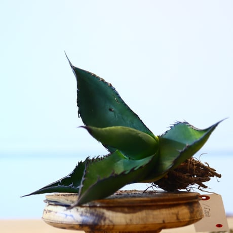 Agave ferox ×Sharkskin / Style of Chika   no.1015/94