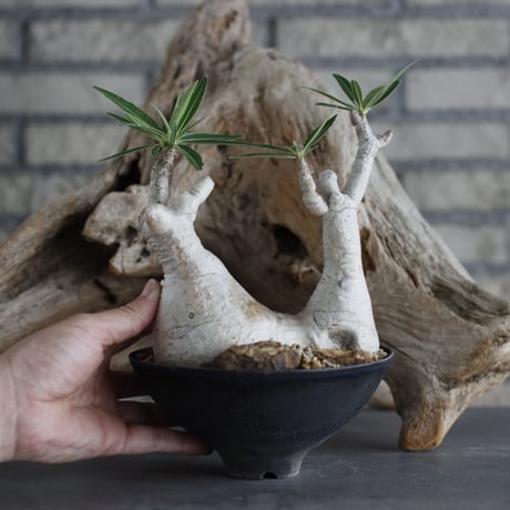 Pachypodium gracilius × takero pot (5号)  no.629-35
