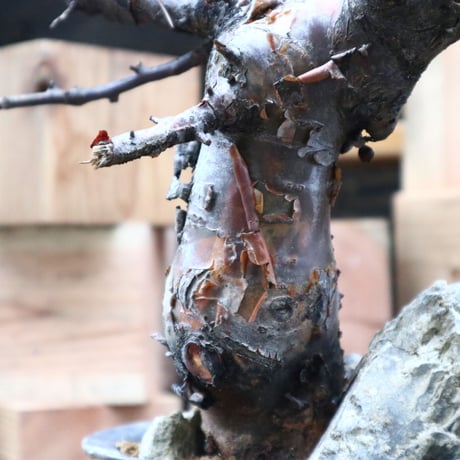 コミフォラ ボラネンシス／Commiphora boranensis  no.91808