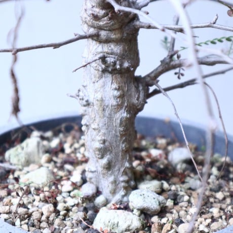 オペルクリカリア  パキプス × ヒファエノイデス     Operculicarya  pachypus × hyphaenoides    no.120163