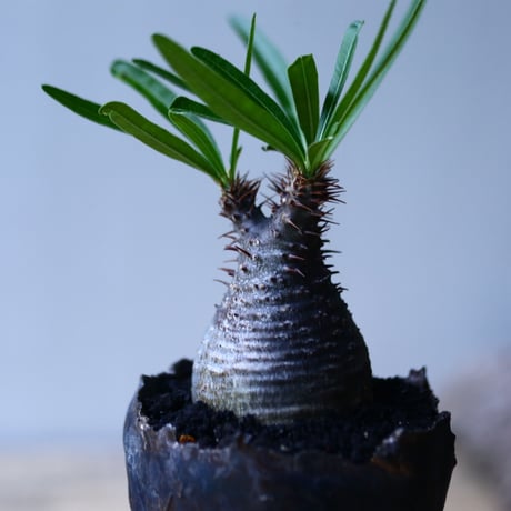 パキポディウム グラキリス   Pachypodium rosulatum var. gracilius no.92737-5