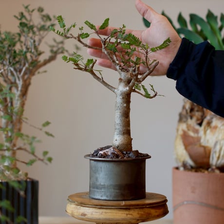 Bursera microphylla  × Yuuya Morikawa  (3.5号)  no.1214/5