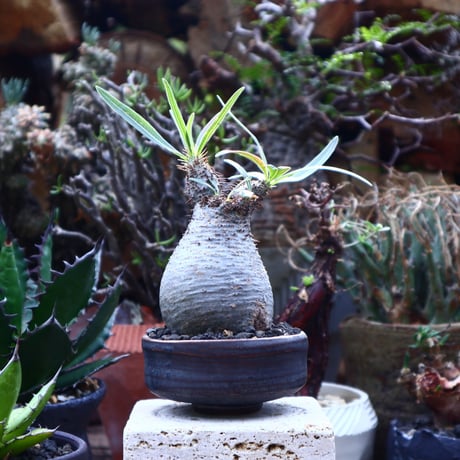 パキポディウム  グラキリス   Pachypodium  gracilius       no.42523