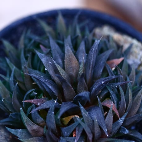 ハオルチア 大型パークシアーナ／Haworthia parksiana  no.21331