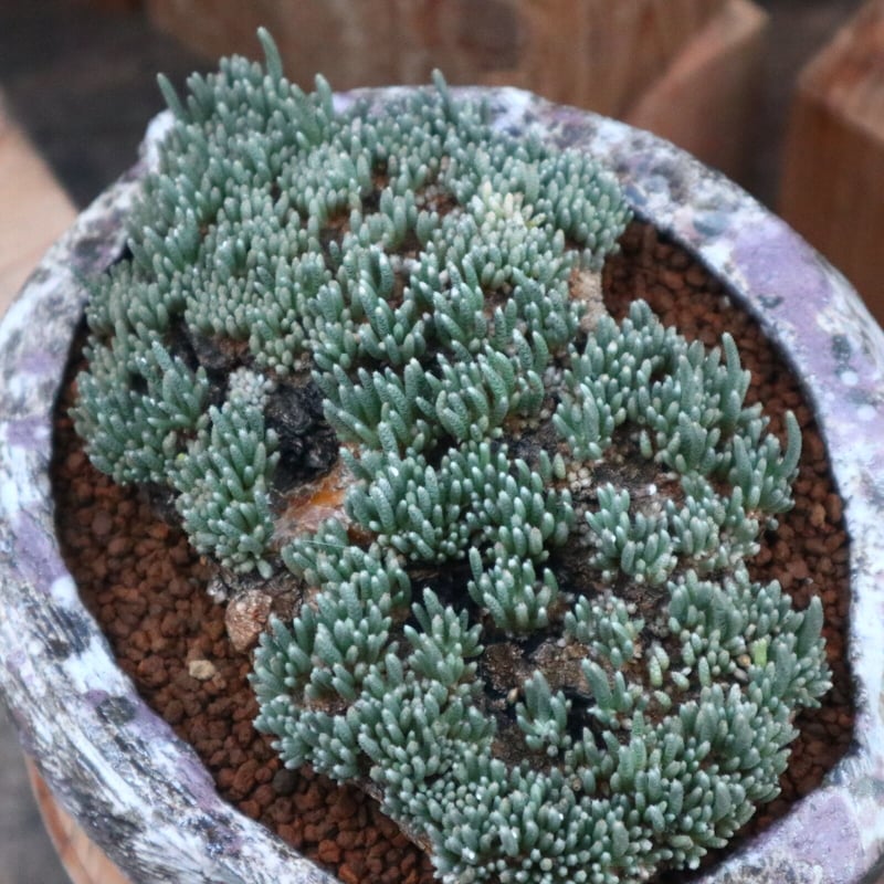 アボニア クイナリア アルストニー／Avonia quinaria ssp. alst