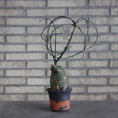 Adenia globosa × N/OH (4号)  no.510/11
