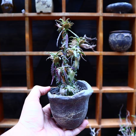 ドルステニア  ヒルデブランドティー f. クリスプム／ Dorstenia hildebrandtii f. crispum    no.51606