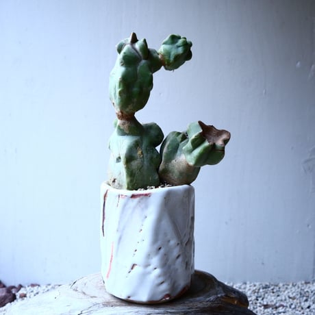 ロフォケレウス  福禄寿   Lophocereus schottii   no.12608