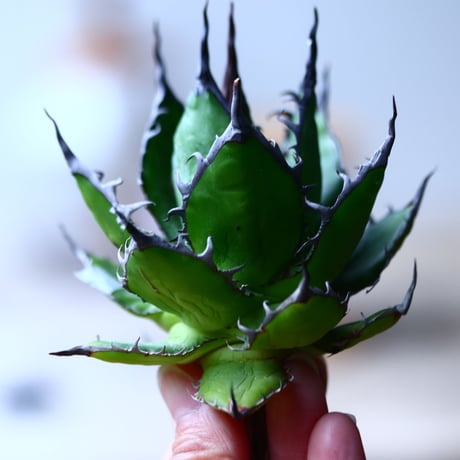 アガベ ホリダ    Agave horrida     no.1025-1