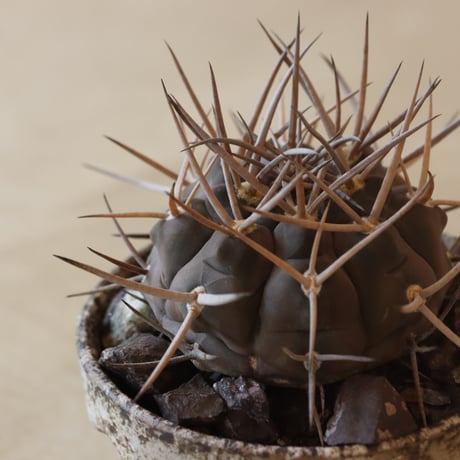Gymnocalycium mazanense (守金魔天竜)× YAMABACHI ver. takero pot(3号鉢)   no.412-17