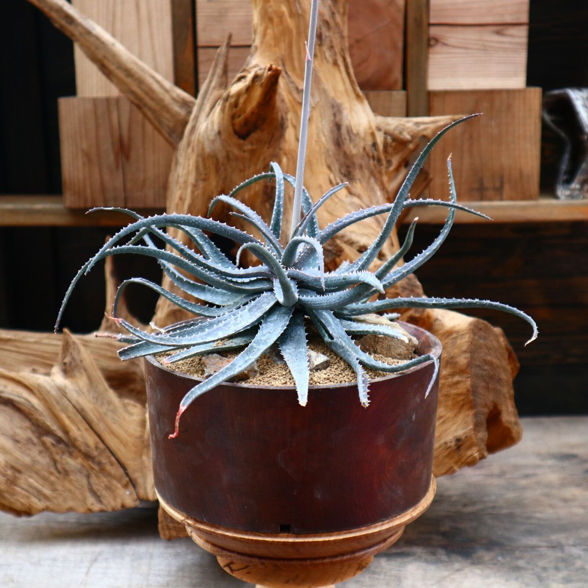 【1ペア】パルナシウス・アポロ（モンゴル産） 1ペア】パルナシウス・アポロ（モンゴル産） AVIOT TE-ZX1-PNK