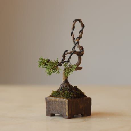 真柏 / YOSHIZAWA3-SHOHINBONSAI   no.223-17