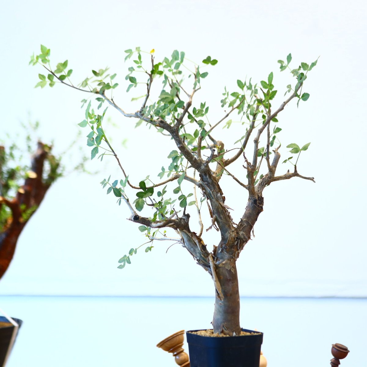 ブルセラ ファガロイデス / Bursera fagaroides no.62512 | ブルセラ ファガロイデス / Bursera fagaroides no.62512 |