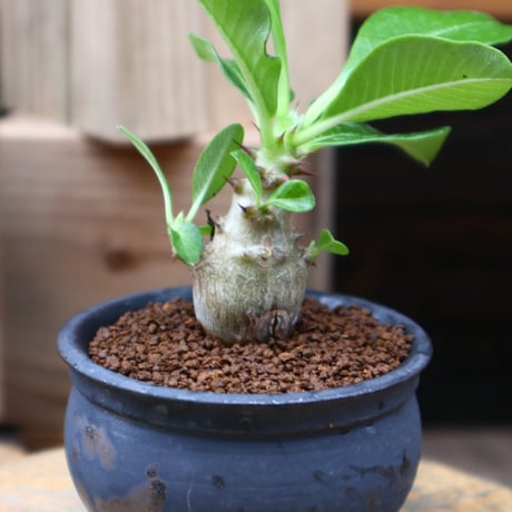 パキポディウム ウィンゾリー実生／Pachypodium baronii var. windsorii       no.82840