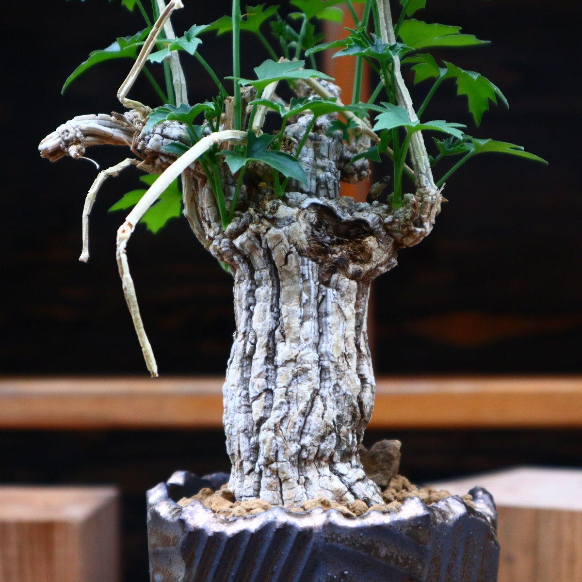 コラロカルプス グロメルリフロルス ／ Corallocarpus glomerulif