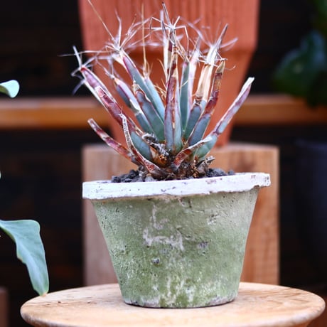 レウクテンベルギア  晃山／Leuchtenbergia principis  no.30626