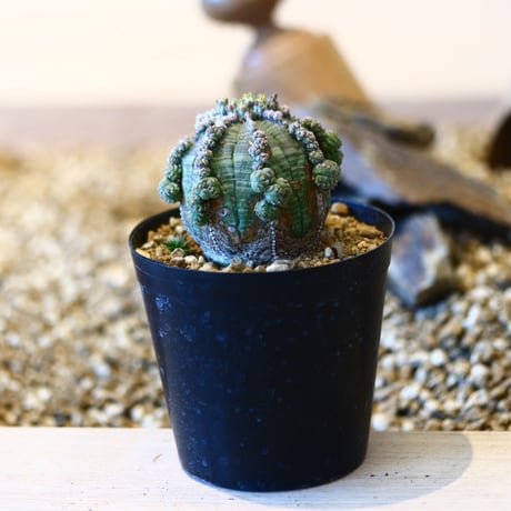 ユーフォルビア  仔吹きシンメトリカ / Euphorbia  symmetrica   no.50706