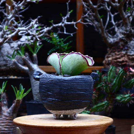 カランコエ   シンセパラ／kalanchoe synsepala   no.51637