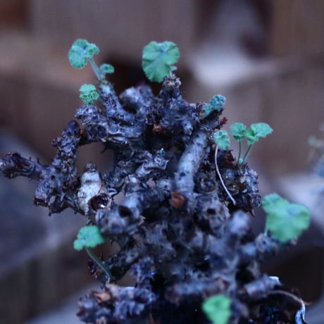 ぺラルゴ二ウム   エキナツム／Pelargonium  lechinatum   no.111449