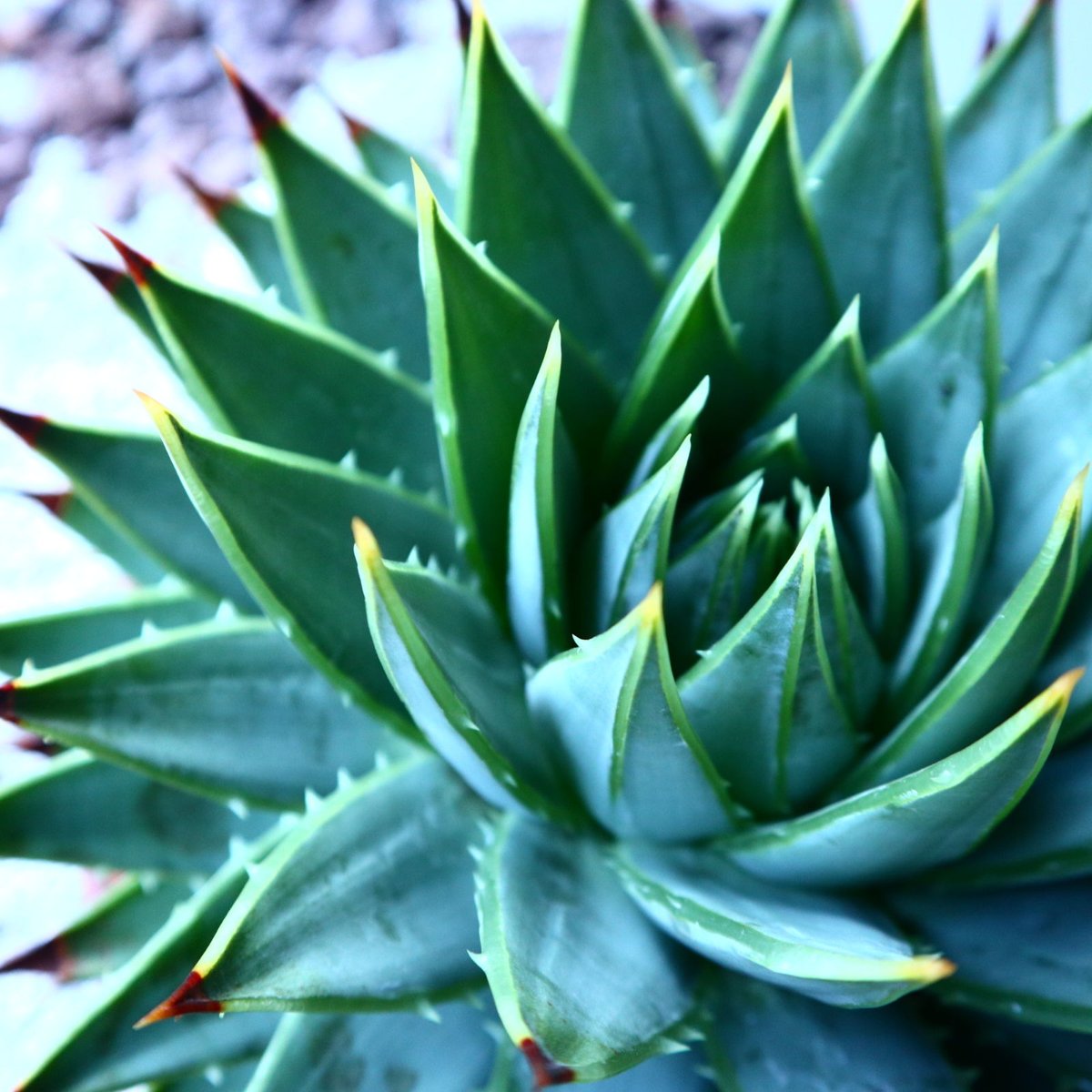 アロエ ポリフィラ Aloe polyphylla no.30101 | 芽の巣山