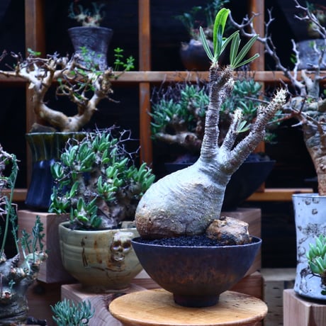 パキポディウム  グラキリス／Pachypodium  gracilius       no.53002