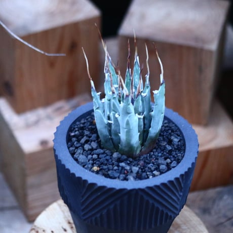 アガベ  ユタエンシス  エボリスピナ／Agave uthaensis var. eborispina     no.112149