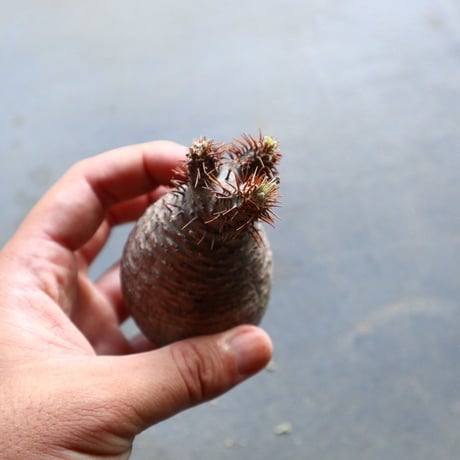 パキポディウム グラキリス 抜苗  Pachypodium rosulatum var. gracilius no.92915