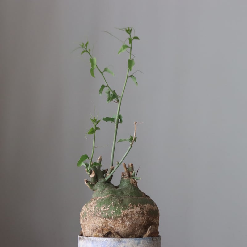 Adenia spinosa × Shin Tabata / PLANETX (5号鉢) n Adenia spinosa × Shin Tabata / PLANETX (5号鉢) n