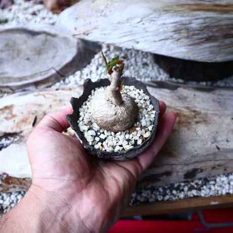 ユーフォルビア アンボンベンセ   Euphorbia sp.  Ambonbense   no.72109