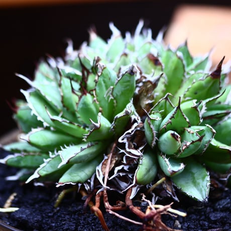 アガベ チタノタ フィリグリー ／Agave titanota "Filigree crested    no.82945